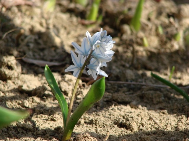 puškinija
